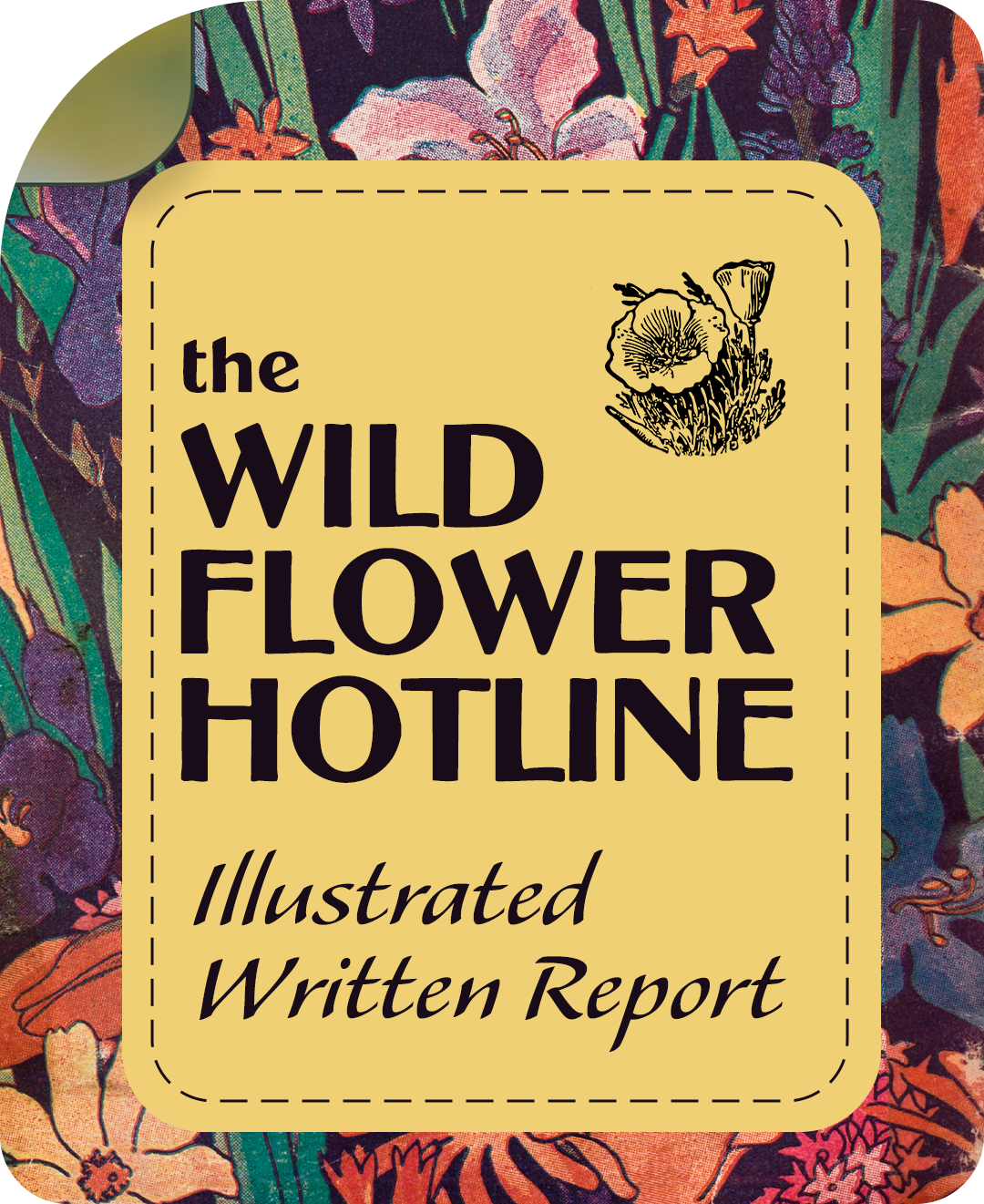 wild flower hotline written illustrated report